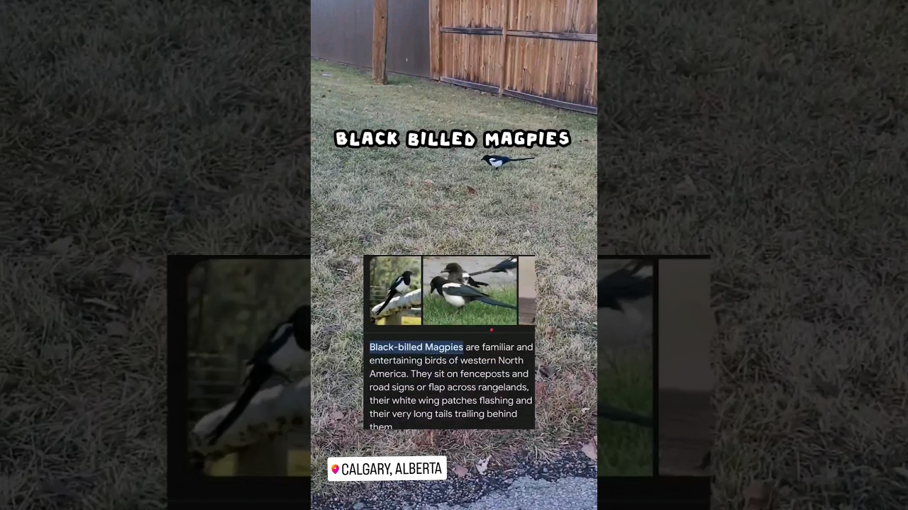 Around Calgary- Canada birds or Calgary birds 