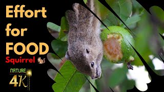 Squirrel Foraging: The Secret Life of Food Hoarders