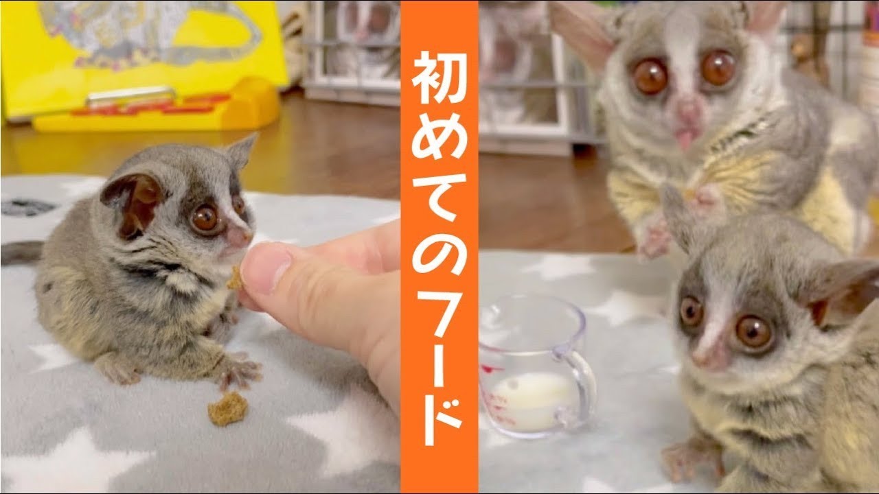 ビゴベロお猿さん 産まれて初めてみる食べ物に困惑する猿の赤ちゃん/Baby monkey