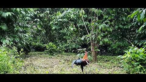 Bẩy gà rừng 15/10/2020