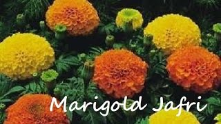 How to Grow Jafri Marigold From Seeds | Jafri Flowers | September-2016 (Urdu/hindi)