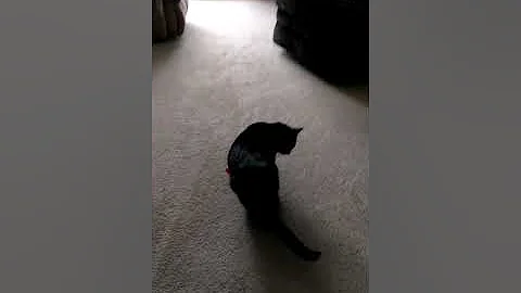 Pepper the cat plays fetch.