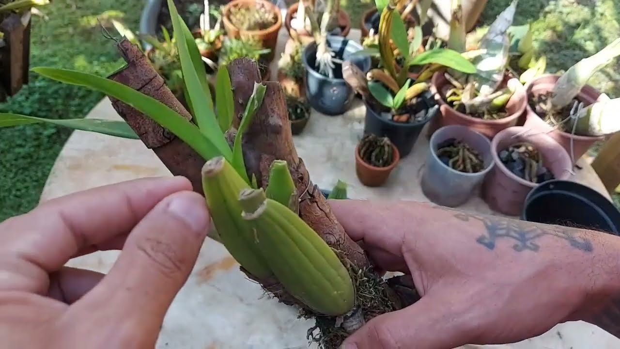 COMO SALVAR ONCIDIUM SEM RAIZ E FAZER ELE ENRAIZAR MUITO RÁPIDO!!!