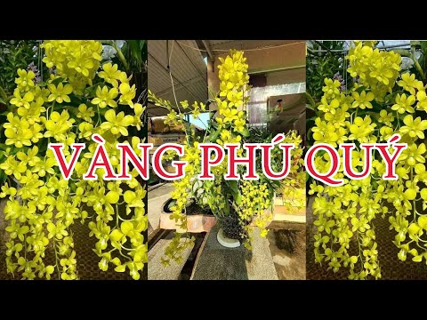 Video DENDRO VÀNG CHANH 