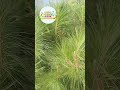 Pines Trees: Origin, Evolution & Amazing Survival Adaptations🌲#PineTrees #Evolution #Forest #Conifer