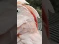 Baby The Cockatoo Vocalizing And Dancing