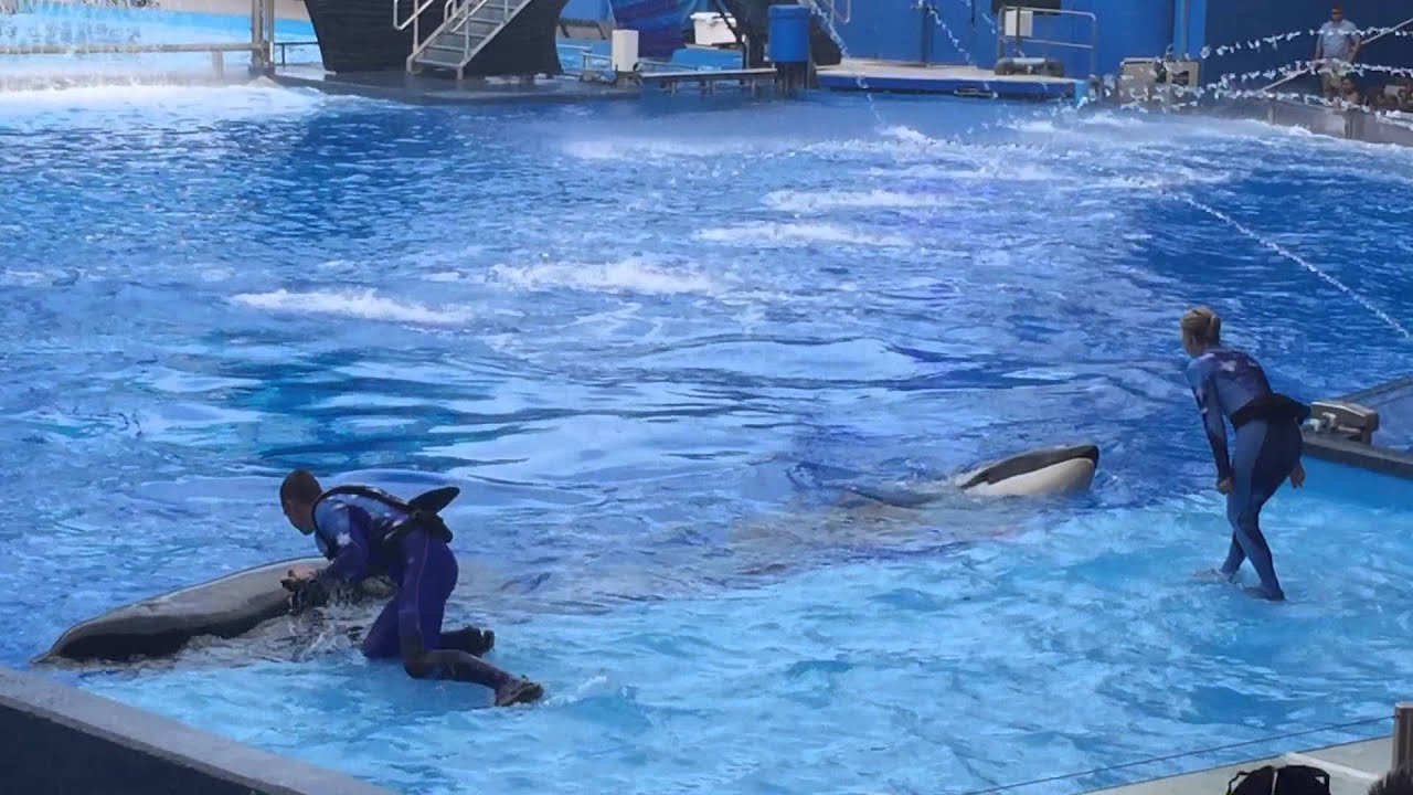 Shamoo Ride Seaworld Shamoo Seaworld 2015 - YouTube