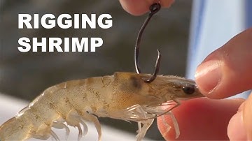 Rigging & Fishing LIVE SHRIMP For Beginners