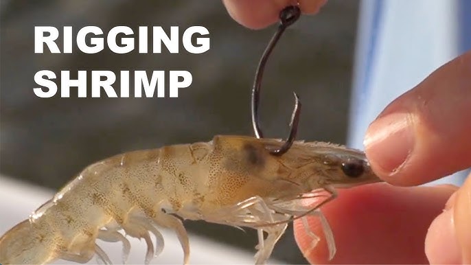 How To Properly Hook A Live Shrimp While Fishing In The Current