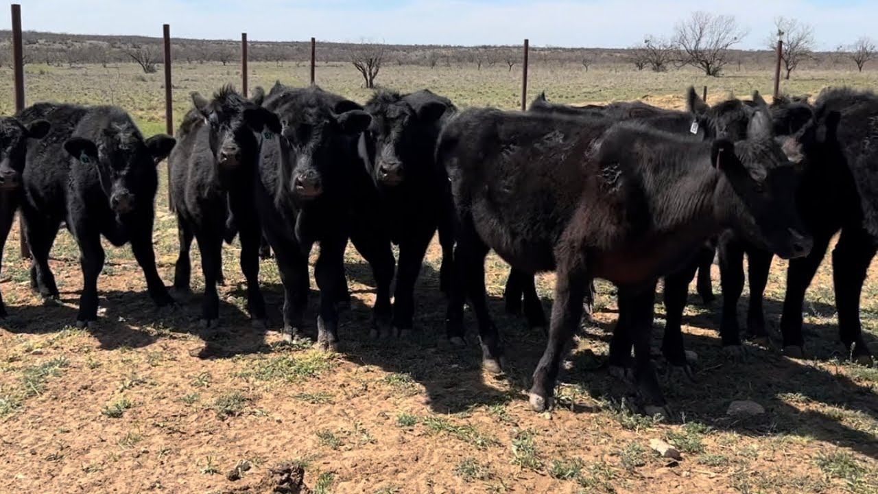 Taking Calves to the Sell Barn YouTube