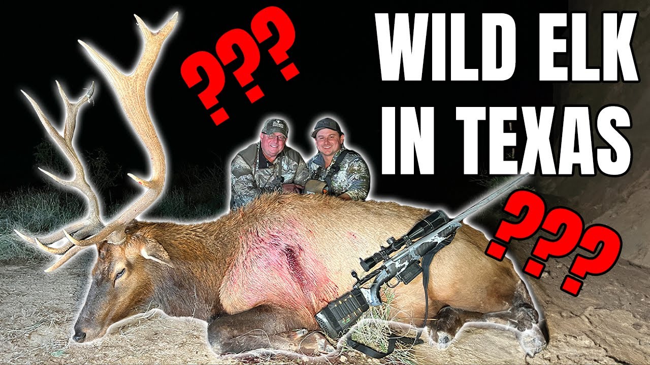 we-shot-a-wild-bull-elk-in-texas-west-texas-elk-hunt-youtube