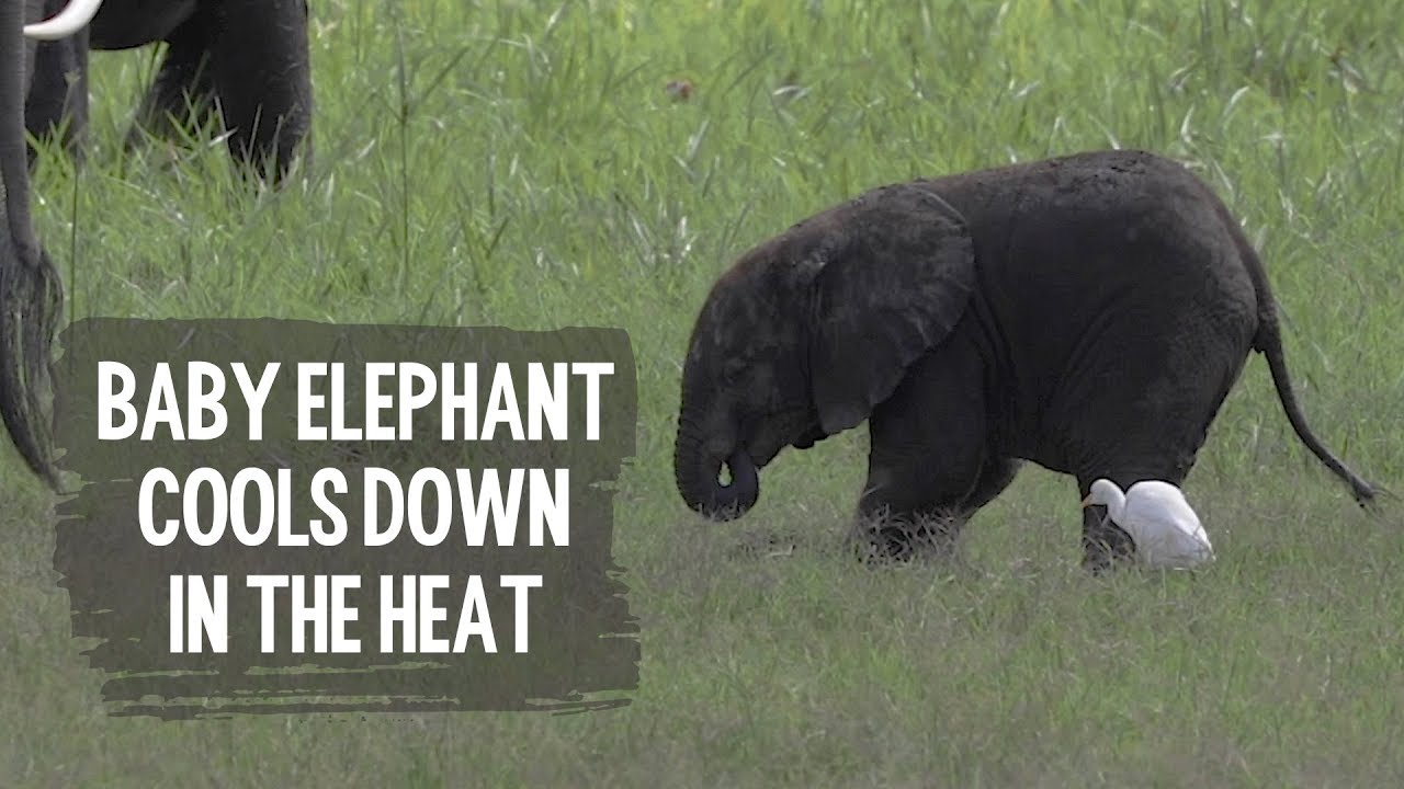 profit and loss statement Baby elephant cools down in the heat