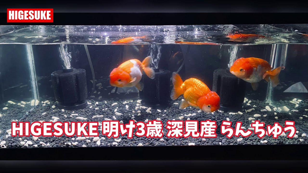 深見産 明け三歳 らんちゅう 4k Goldfish Ranchu 金魚 Youtube