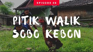 PITIK WALIK SOBO KEBON. CERITA KAMPUNG MULUR