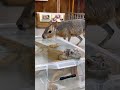 それ飲み水ではないんだけど・・・。#shorts #動物 #イグアナ