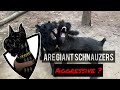 GIANT SCHNAUZER Temperament- What are they like? の動画、YouTube動画。