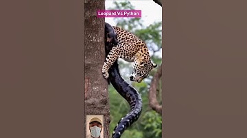 Leopard Vs Python on Tree #shorts #shortvideo #youtubeshorts