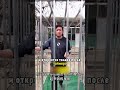 Отчаянная беговая дорожка!