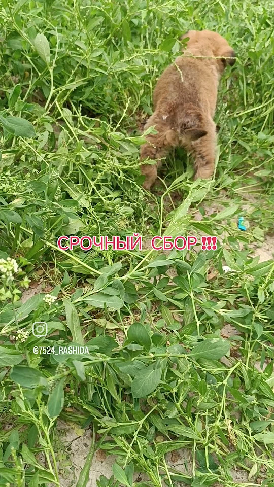 Щенок на передержке.Состояние стабильное.#спасение_и_помощь #dog #dogs# ...