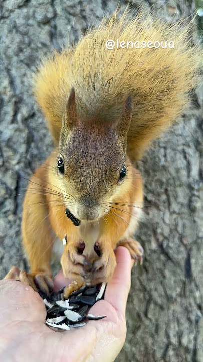 A curious squirrel enjoys sunflower seeds right from my hand, savoring each bite. 🐿️🌻