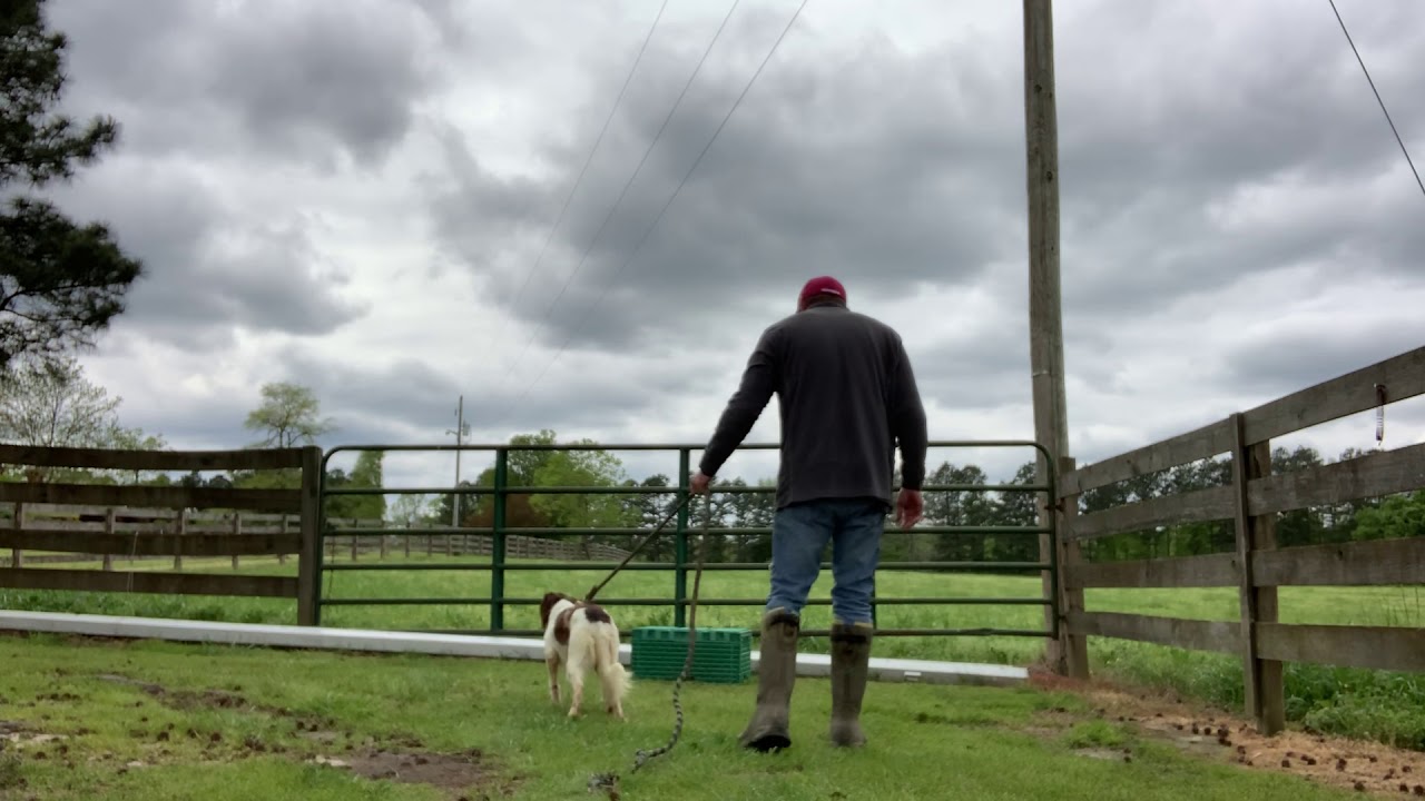 Bird Dog Training Pigeon Work “Stella” YouTube
