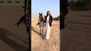 برنامج صهوت الخير للخيول العربية الاصيله في العراق حلقات مختلفه