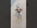 #cachorro #pets