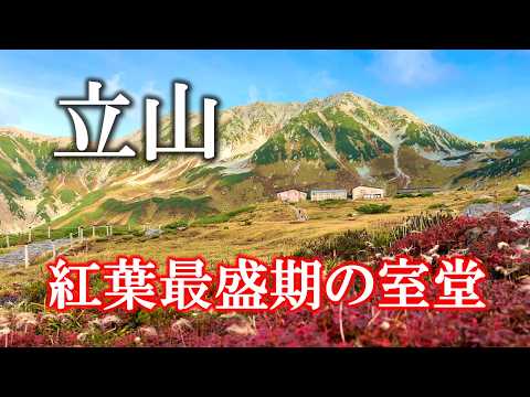 【立山】 紅葉真っ盛りの室堂平！雷鳥荘泊が最高すぎた【2024/9/30】