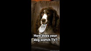 How does your dog watch TV?