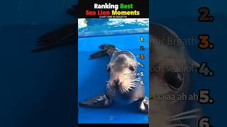 Seal Funny Video. Ranking Best Dog Seal-Sea lion Moments