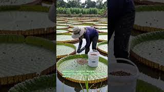 Beautiful natural Gorgon harvesting and rural life #nature #enjoy