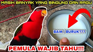 Bolehkah memberi minum susu pada burung nuri kepala hitam ⁉️ Begini penjelasannya