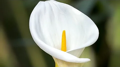 How to Paint Calla Lily/ Flower Painting/Blending Acrylics/Calla Lilie