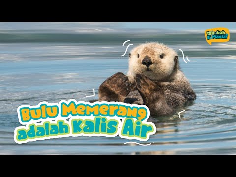 Video: Otter Bayi Orphaned Cari Rumah dan Keluarga di Akuarium Shedd