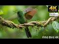 🐦 Hidden Treasures of Nature – Rare Birds Documentary || #Wildlife4K #WildVision4K