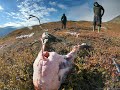Aavarneq 2020 - Rensdyrjagt 2020 - Reindeer hunting 2020 Greenland