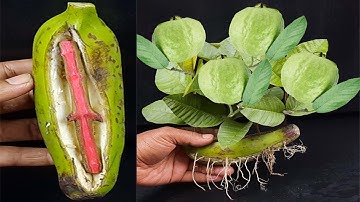 Unique Skill Propagation Guava Tree Growing Fast Use Banana Fruit