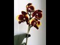 Орхидеи: Бомбическая новинка в моей коллекции - Phal. I-Hsin Pudding Puppy