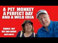 A pet monkey a perfect day and a wild idea