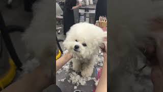 NAUGHTY BICHON FRISE'S PUPPY HEAD GROOMING AND CUTTING REACTION #dog #cutedog #puppy #shorts