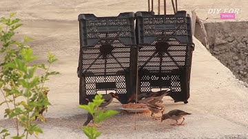 How Lucky Myna Bird Escape from the bird trap | Bird Trap Fail to Trap Myna Birds