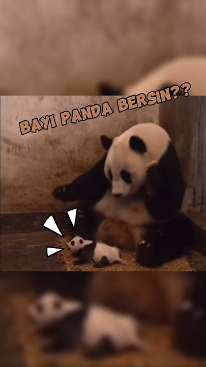 BEGINILAH SUARA BERSIN BAYI PANDA #panda #shorts #animals