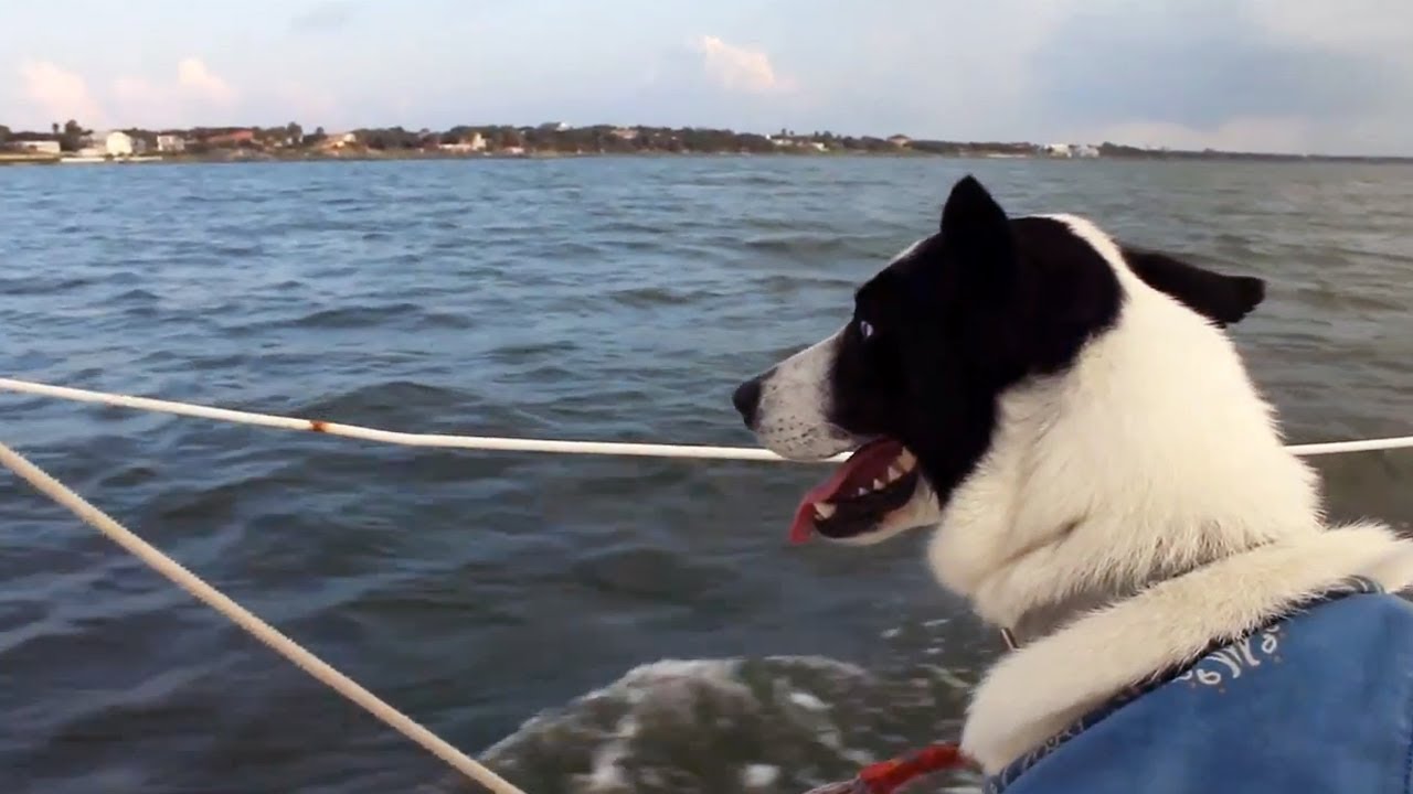 puppy paradise Canaan Sails Away | The Daily Puppy