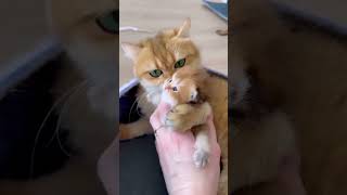 cute and funny cats