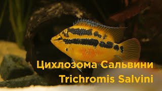 Download Lagu Salvini Cichlids spawn