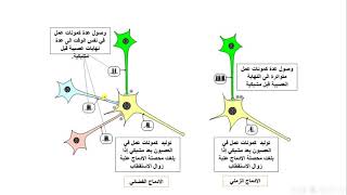 العرض25 تكملة لالية الادماج الزمني