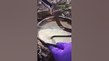 The process of harvesting and collecting rubber sap from a rubber tree 🌴
