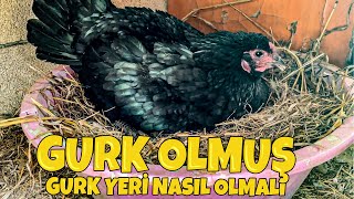 ASTROLORP TAVUK GURK OLMUŞ ~ AMERİKAN ÖRDEKLERİ YUMURTLADI ~ GURK YERİ NASIL YAPILIR ?