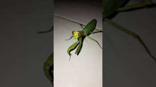 Mantis!!