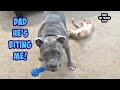 Pitbull Dog Teaches His  Puppy Brother How To Play!
